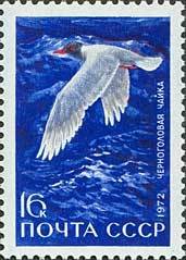 Black-headed Gull (Larus ridibundus)