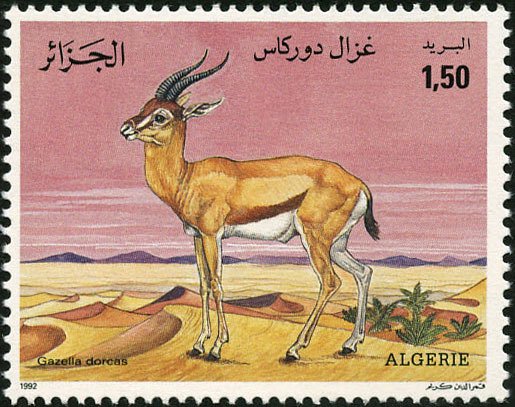 Dorcas Gazelle (Gazella dorcas)