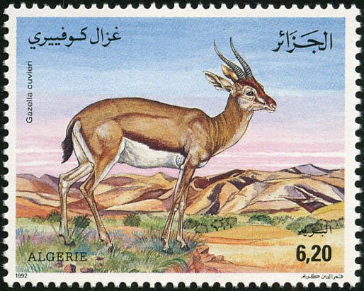 Cuvier's Gazelle (Gazella cuvieri)