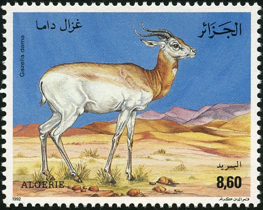 Dama Gazelle (Gazella dama)