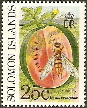 Melon Fly (Dacus cucurbitae)