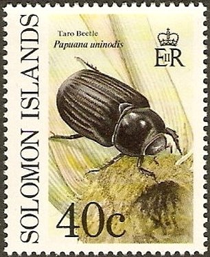 Taro Beetle (Papuana uninodis)