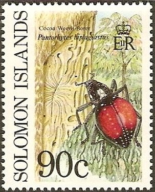 Cocoa Weevil Borer (Pantorhytes biplagiastus)