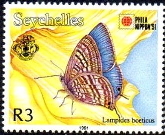Long-tailed Blue (Lampides boeticus)