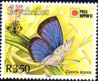 African Grass Blue (Zizeeria knysna)