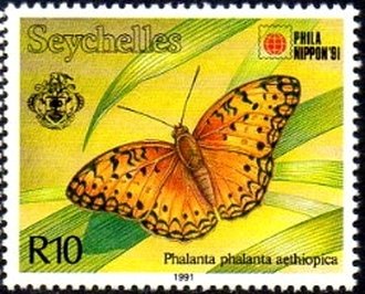Common Leopard (Phalanta phalanta ssp. aethiopica)