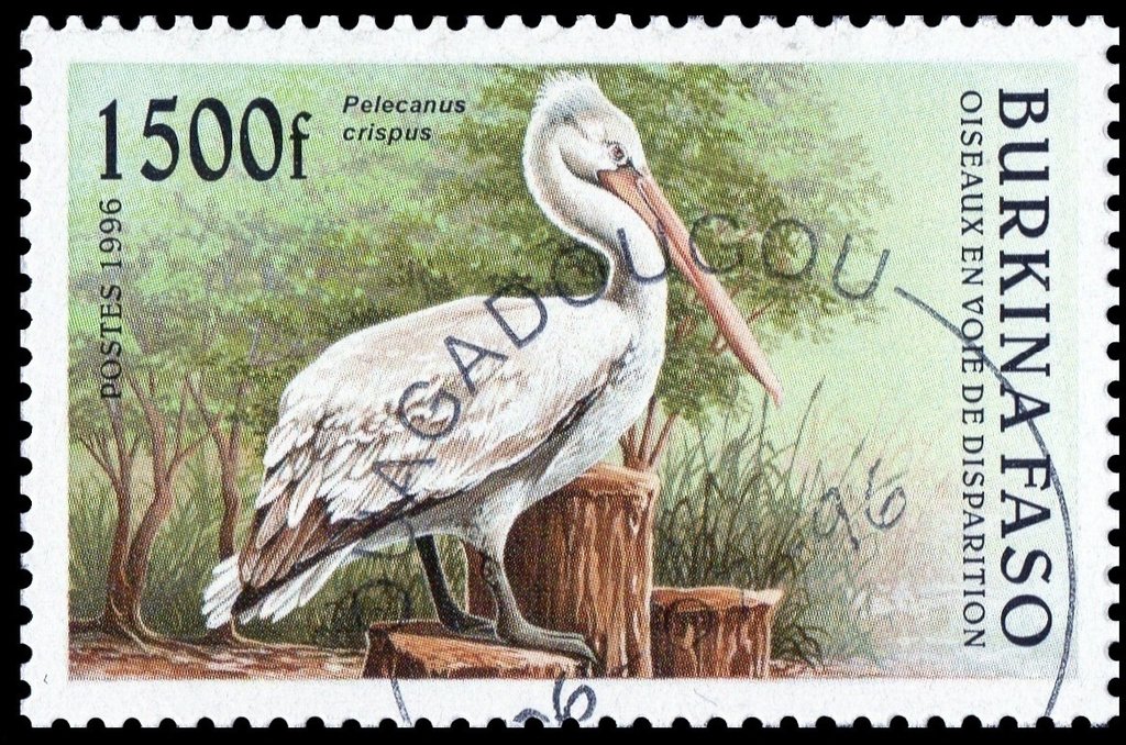 Dalmatian Pelican (Pelecanus crispus)
