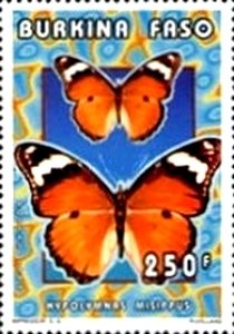 Danaid Eggfly (Hypolimnas misippus)