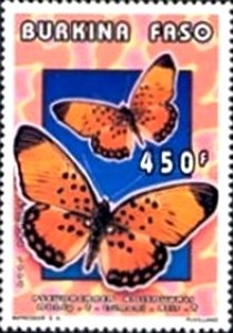 Boisduval's False Acraea (Pseudacraea boisduvali)
