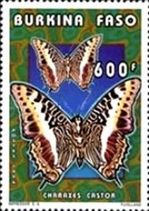 Giant Emperor (Charaxes castor)