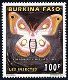 Southern Atlas Silkmoth (Epiphora bauhiniae)