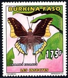 Two-tailed Pasha (Charaxes jasius)