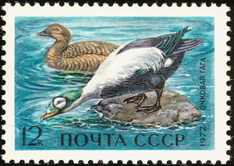 Spectacled Eider (Somateria fischeri)