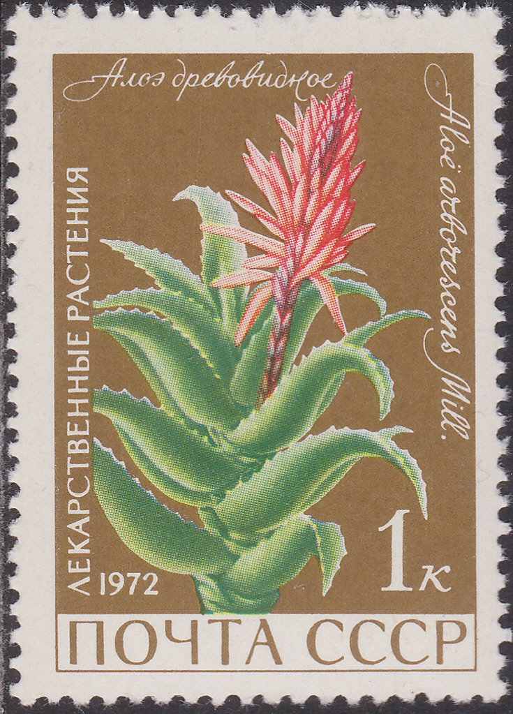 Aloe arborescens