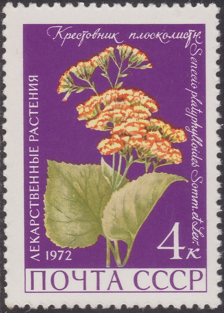 Senecio platyphyllos