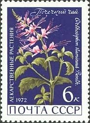 Orthsiphon stamineus