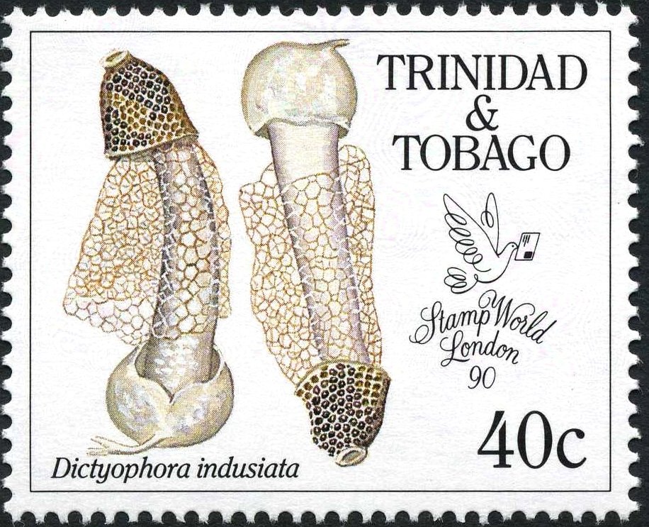 Veiled lady mushroom (Dictyophora indusiata)
