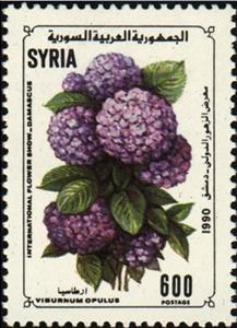 Stamp, Viburnum opulus, Syria,  , Flowers, Plants (Flora)