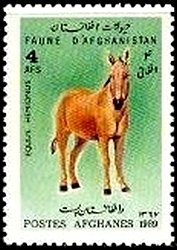Asian Wild Ass (Equus hemionus)