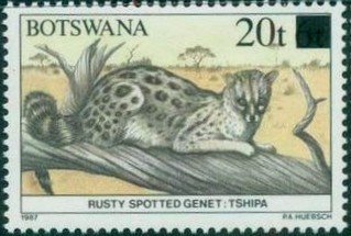Cape Genet (Genetta tigrina)