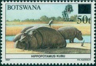 Hippopotamus (Hippopotamus amphibius)