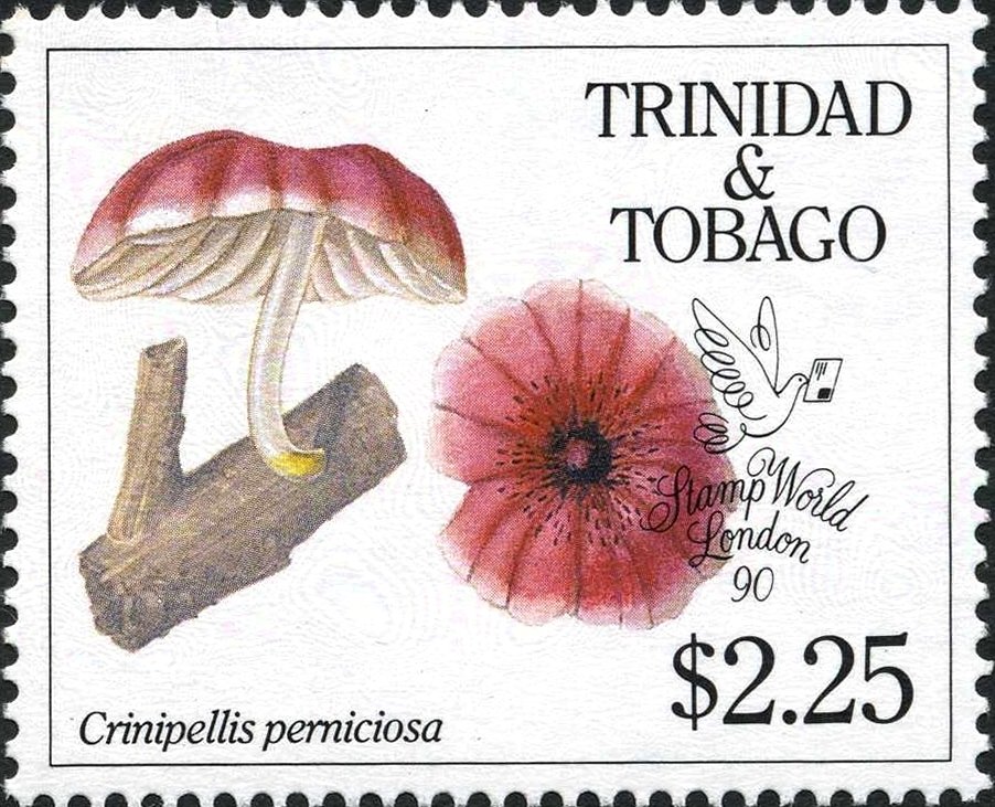 Crinipellis perniciosa
