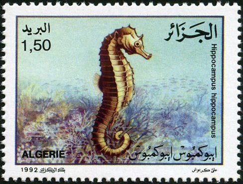 Short-snouted Seahorse (Hippocampus hippocampus)