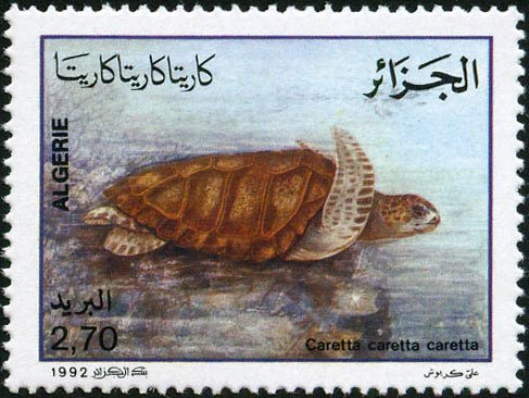 Loggerhead Turtle (Caretta caretta)