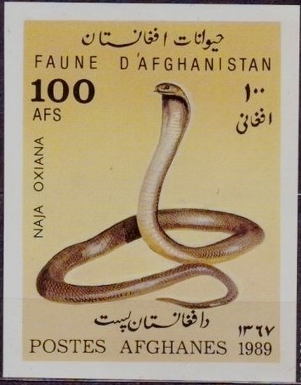 Caspian Cobra (Naja oxiana)