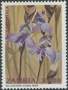 Disa hamatopetala