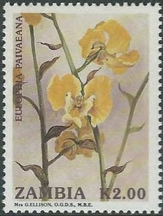 Eulophia paivaeana