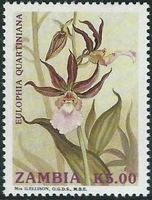 Eulophia quartiniana