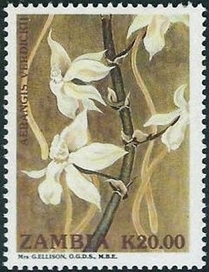 Aerangis verdicki