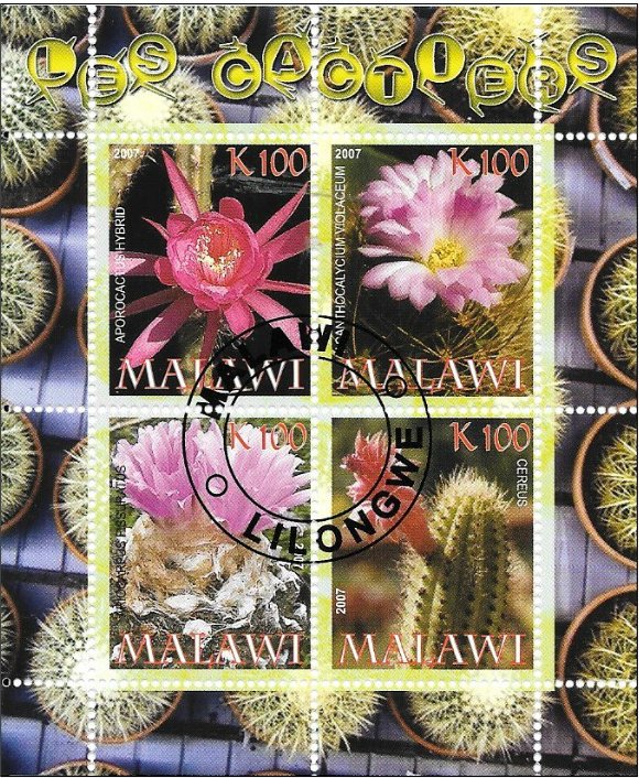 Cacti