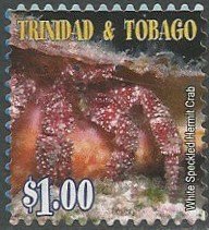 White-speckled Hermit Crab (Paguristes punticeps)