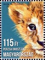 Asiatic Lion (Panthera leo persica)