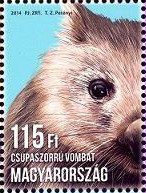 Common Wombat (Vombatus ursinus)