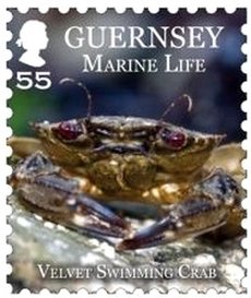 Stamp, Velvet Crab (Necora puber), Guernsey,  , Sea Life, Crustaceans, Animals (Fauna), Crabs