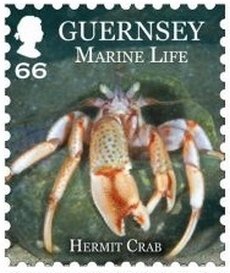 Common Hermit Crab (Pagurus bernhardus) 