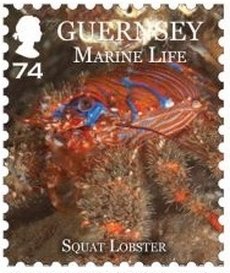 Spinous Squat Lobster (Galathea strigosa)