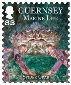 European Spider Crab (Maja squinado)