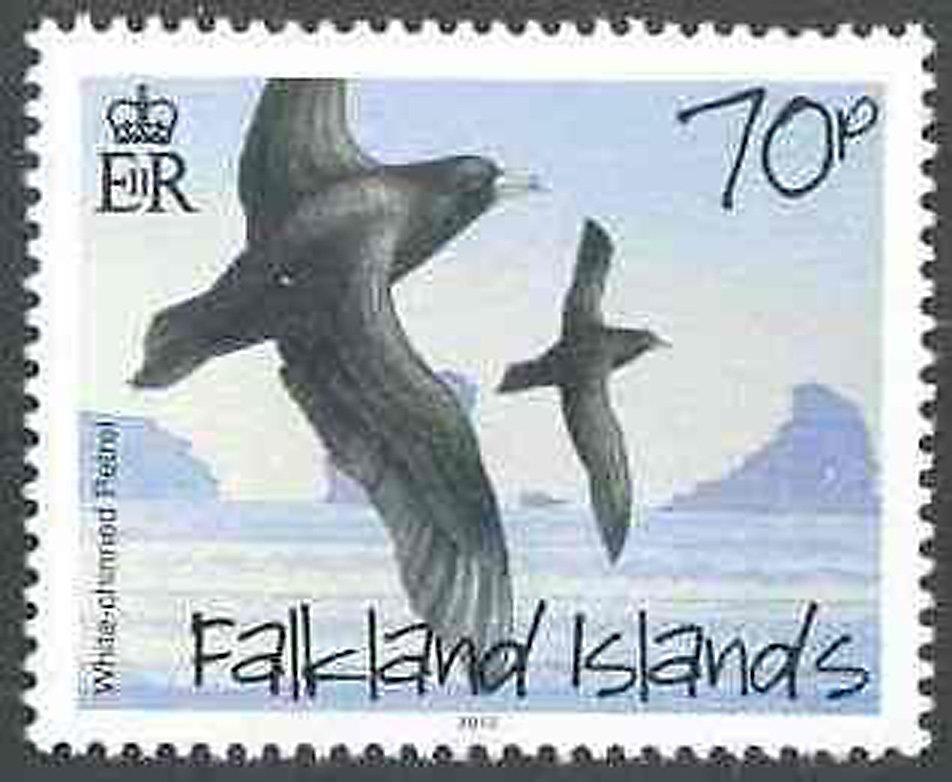 White-chinned Petrel (Procellaria aequinoctialis)