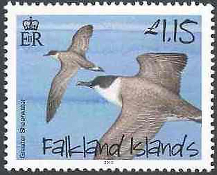 Greater Shearwater (Puffinus gravis)