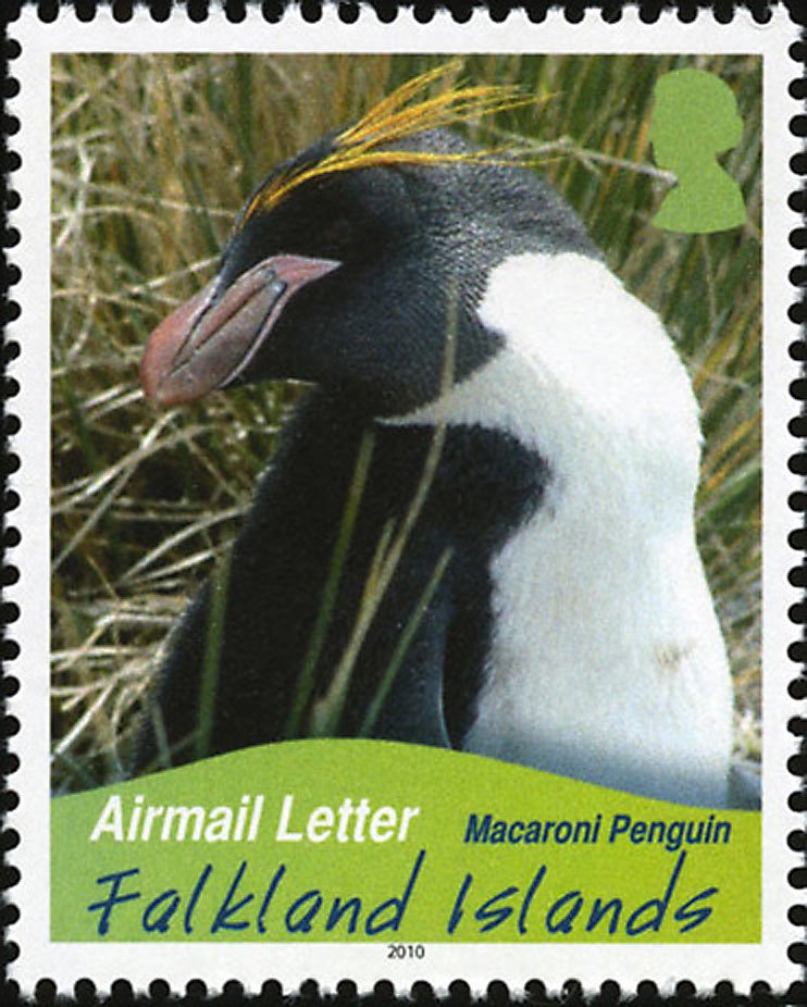 Macaroni Penguin (Eudyptes chrysolophus)