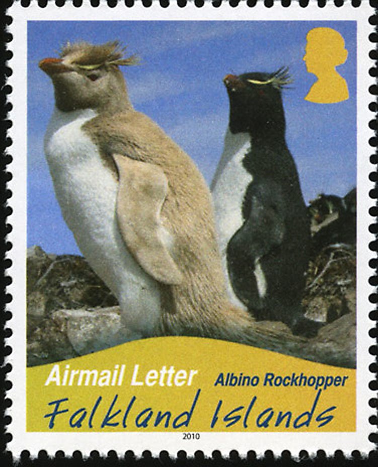 Rockhopper Penguin (Eudyptes chrysocome) - Albino