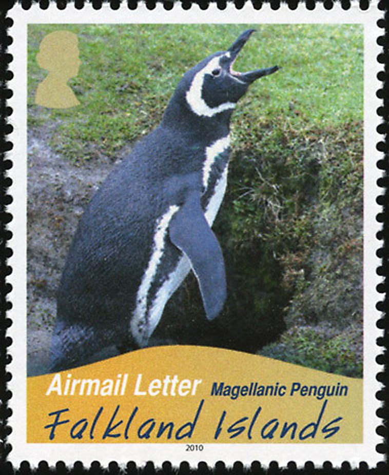 Magellanic Penguin (Spheniscus magellanicus)