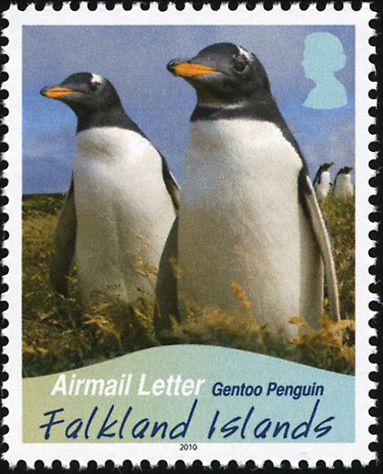 Gentoo Penguin (Pygoscelis papua)