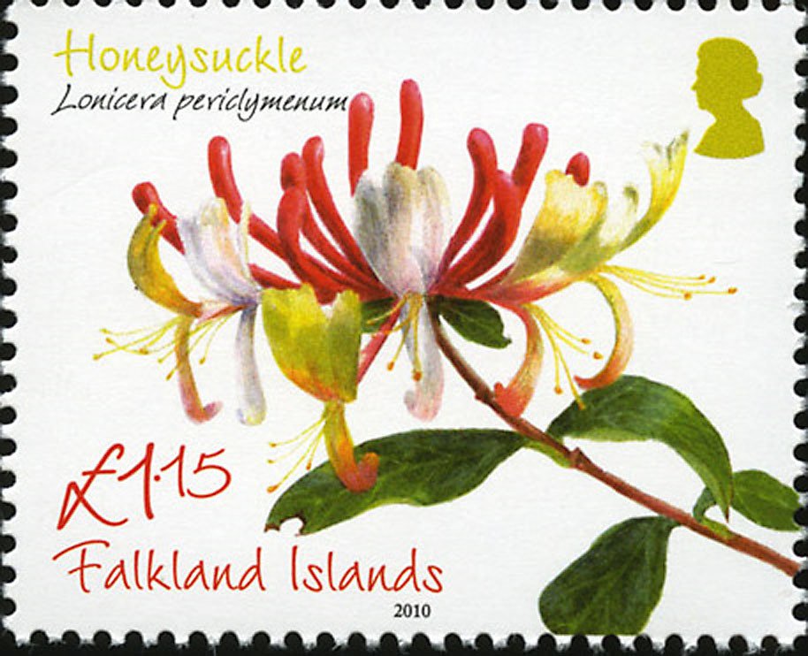 Honeysuckle - Lonicera periclymenum