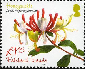 Stamp, Honeysuckle - Lonicera periclymenum, Falkland Islands,  