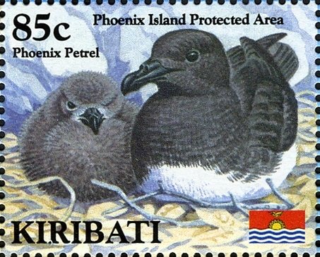 Phoenix Petrel (Pterodroma alba)